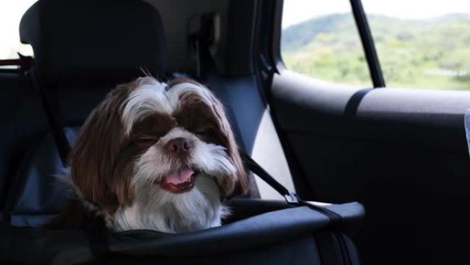 西施在行驶中的汽车安全座椅上放松的特写镜头。