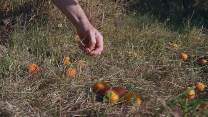 杏收获过程。在夏日手工采摘浆果
