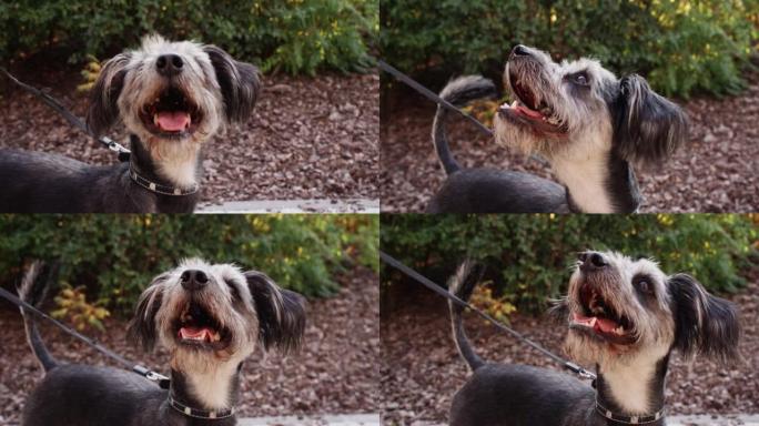 梗狗在公园散步时，舌头伸出来呼吸沉重。