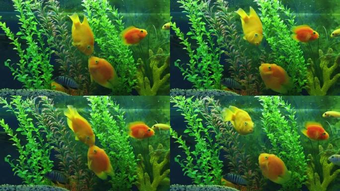可爱的黄色鱼接吻鱼缸金鱼活泼的亲嘴鱼可爱