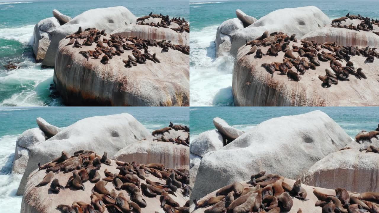 无人机，岩石和海豹群海在夏季的热带天气中与水，海浪和南非一起在阳光下放松。海洋、动物和巨石在海滩上野