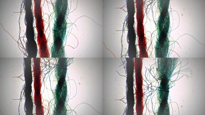三种不同颜色的纤维在40倍的显微镜下在明场背景下拍摄