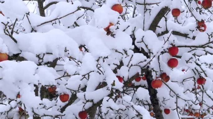 冬天雪下的苹果树。树上覆盖着雪的苹果