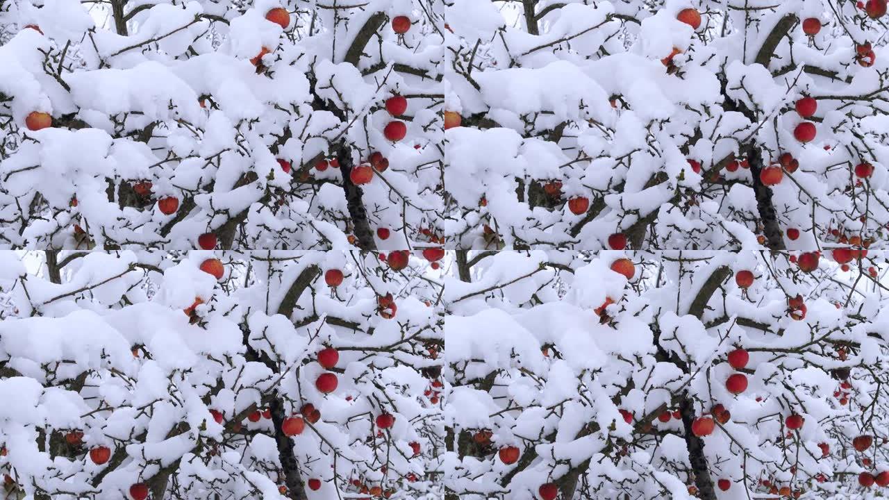 冬天雪下的苹果树。树上覆盖着雪的苹果