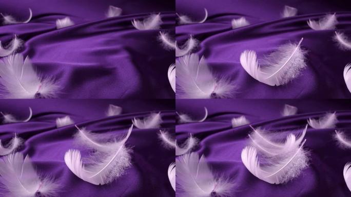 白天鹅羽毛落在紫罗兰色的丝绸上。慢动作。