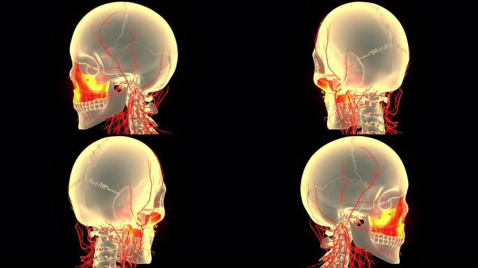 人体骨骼系统颅骨部分上颌骨解剖动画概念