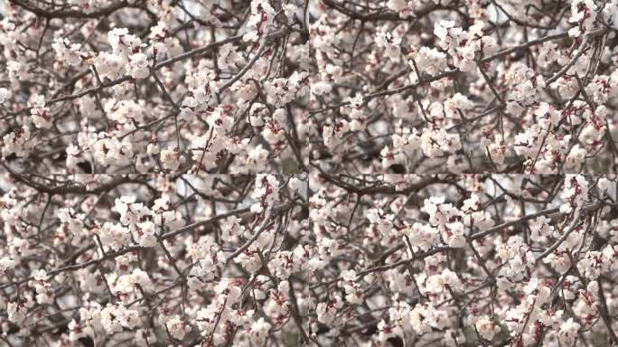 春季桃花盛开风中花瓣吹落在画面中