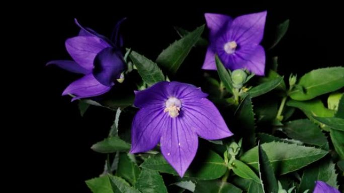 紫色桔梗 (气球花、中国风铃草或桔梗) 从芽生长到全花的延时镜头，孤立在黑色背景上，4k前视图特写视