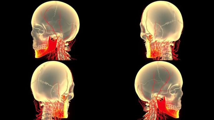 人体骨骼系统颅骨骨部分下颌骨解剖动画概念