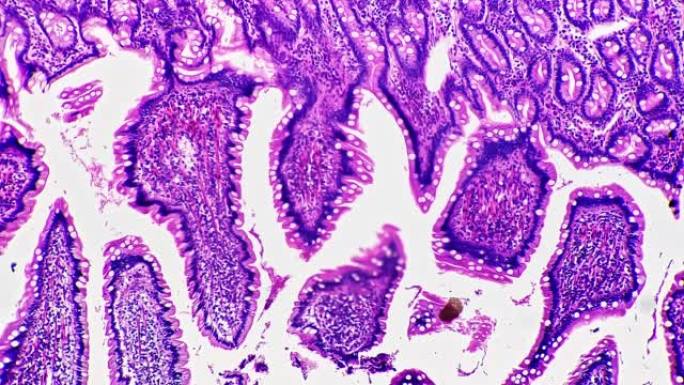 显微镜下的大肠横断面200x用于明场教育问题