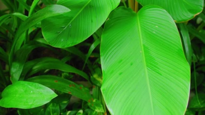 花园中热带植物的苛性鲜绿色。异国情调的春天绿色植物。特写手持镜头。