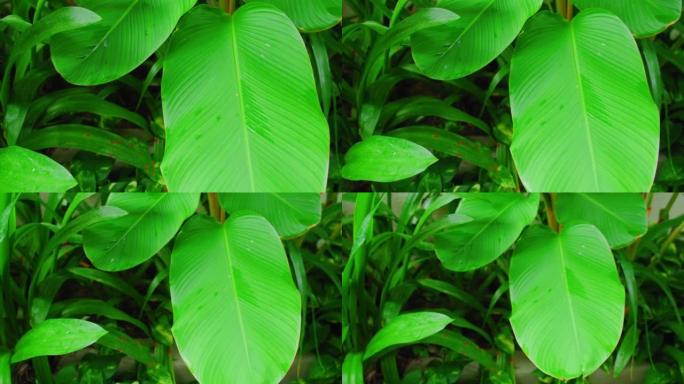 花园中热带植物的苛性鲜绿色。异国情调的春天绿色植物。特写手持镜头。