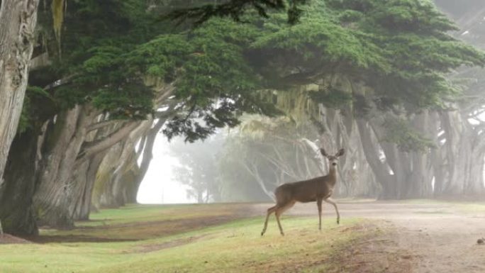 野鹿放牧。小鹿动物，柏树在雾蒙蒙的森林中隧道或走廊