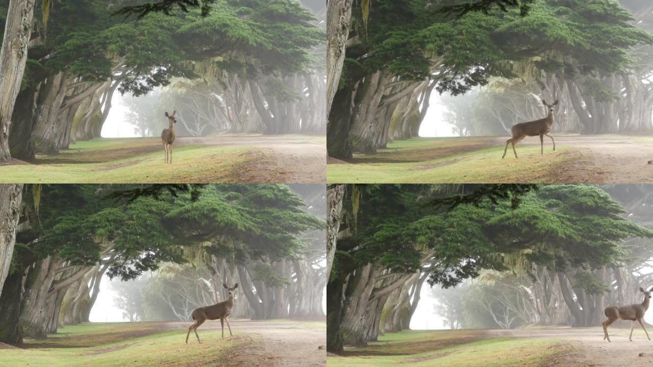 野鹿放牧。小鹿动物，柏树在雾蒙蒙的森林中隧道或走廊