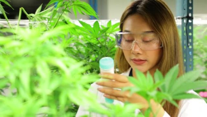亚洲女科学家的肖像，穿着白色礼服，帽子，乳胶手套和戴眼镜，在室内温室中检查水的ph值以确保大麻植物的