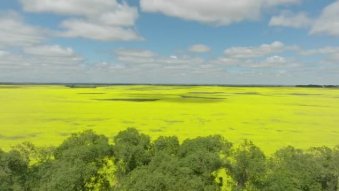 加拿大曼尼托巴省油菜籽田的4k航拍视频