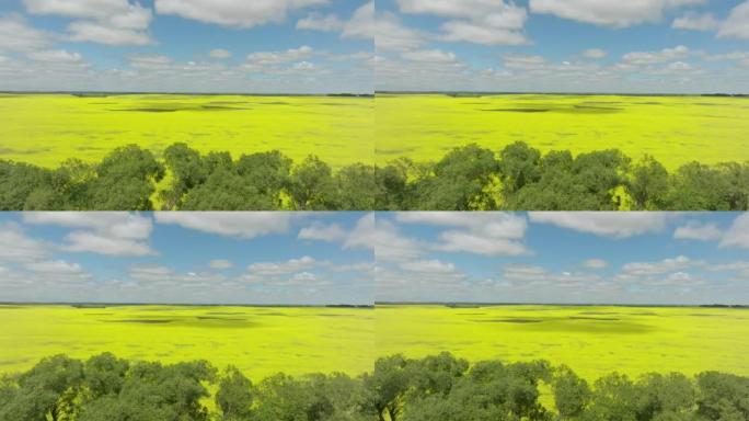 加拿大曼尼托巴省油菜籽田的4k航拍视频