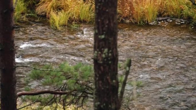 秋天的一天，暴风雨的溪流或河流流过树木。摄像机顺流而下