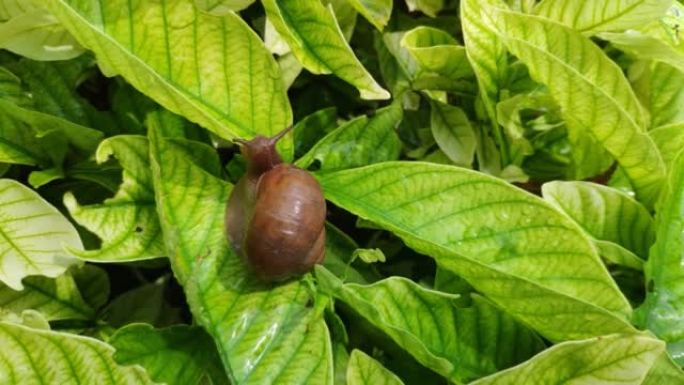 在阳光明媚的日子里，一只可爱的小蜗牛在花园里的植物叶子上缓慢移动的特写镜头