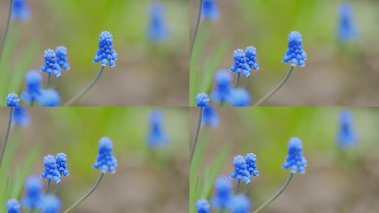 蓝色的春花。自然界中的蓝色麝香花。麝香花观赏春天盛开。机架聚焦。