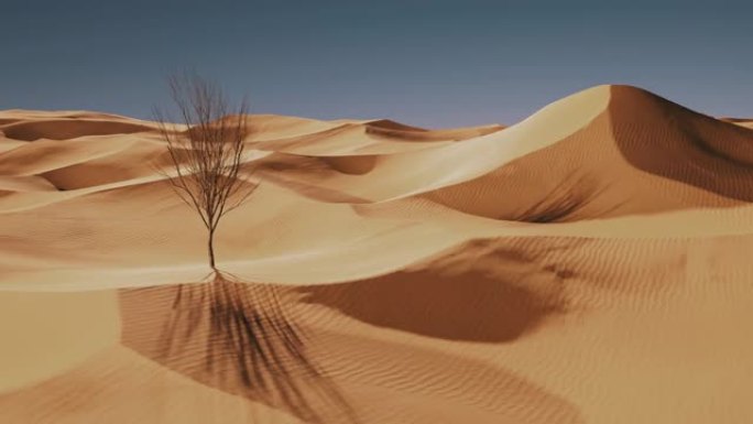 沙漠沙丘在明亮的光线下，中间有一棵小干树