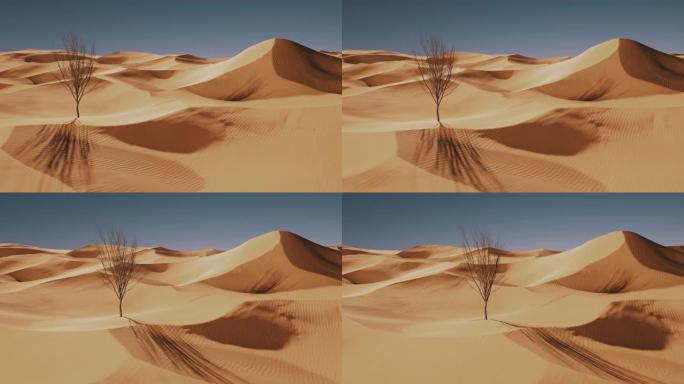 沙漠沙丘在明亮的光线下，中间有一棵小干树