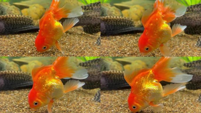 在家庭水族馆中水下呼吸的成年金鱼的特写镜头。4k视频