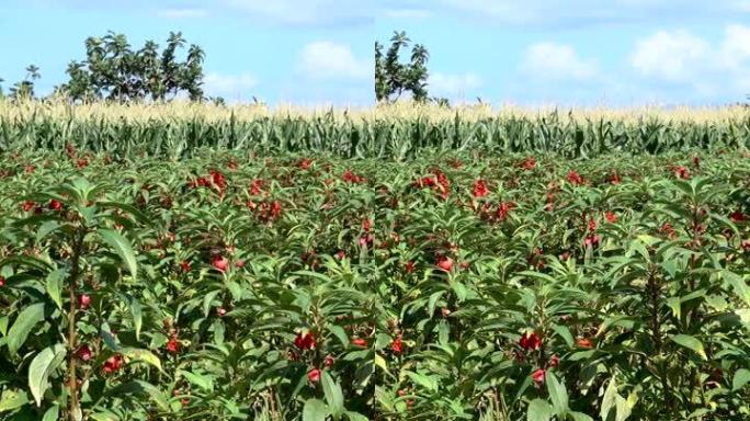 用于供养的鲜红色花田，背景中的玉米田