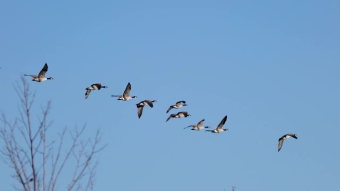 秋天，一群迁徙的加拿大鹅在一些光秃秃的树上排成一行，上面是蓝天。