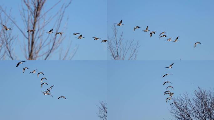 秋天，一群迁徙的加拿大鹅在一些光秃秃的树上排成一行，上面是蓝天。
