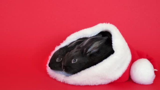 两只黑色兔子躺在红色背景上隔离的红色圣诞老人帽子中。野兔是根据东方历法2023年的符号。圣诞节和新年