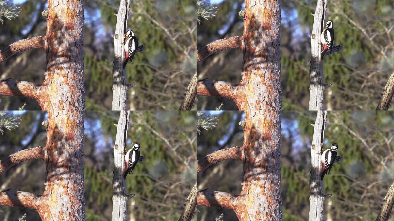 大斑啄木鸟，Dendrocopos major，在一个阳光明媚的早晨吃松果。