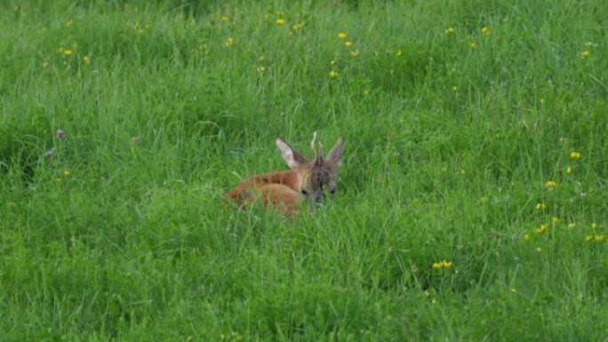 Ro鹿，Capreolus Capreolus，母鹿在草地上觅食并环顾四周。野生动物ro鹿，橙色毛皮