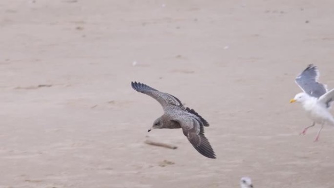 海鸥在海滩上慢动作飞行