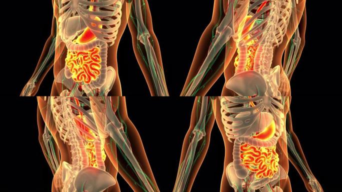 人体消化系统胃用小肠解剖动画概念