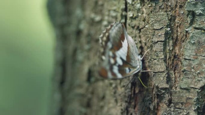 漂亮。树皮上的蝴蝶紫红色或Apatura鸢尾。夏季森林树干上的蝴蝶。特写。