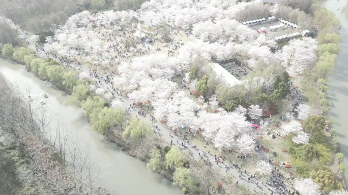 航拍 顾村 公园 樱花节 上海 春天