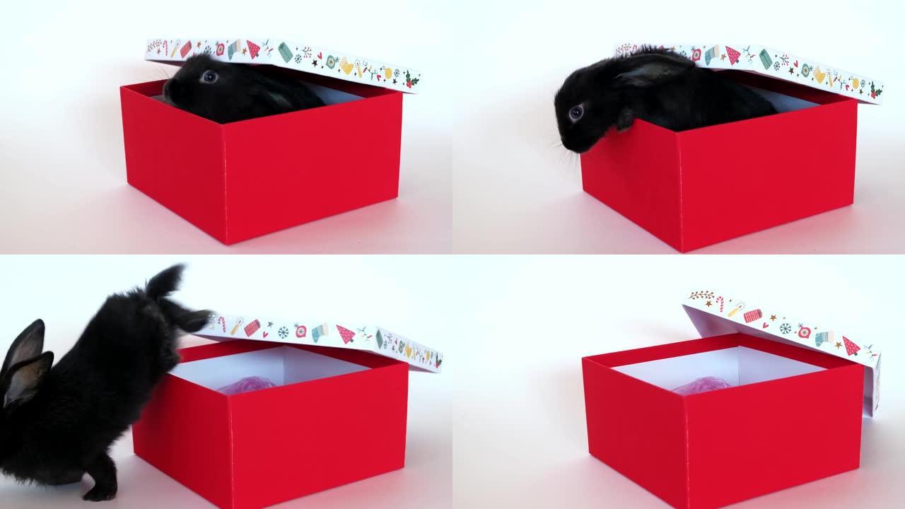 小黑兔子坐在白色背景上隔离的红色礼品盒中。爬出来惊喜。根据东方历法，野兔是2023的象征。圣诞节和新