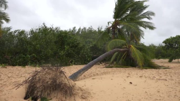 暴风雨过后的热带海滩。倒下的无根棕榈树，叶子在风中摇曳。澳门台风过后的海滨