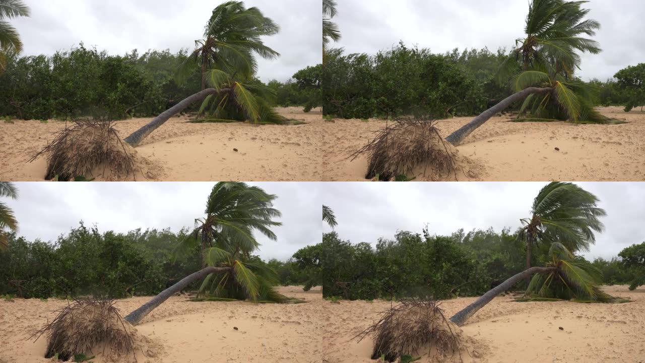 暴风雨过后的热带海滩。倒下的无根棕榈树，叶子在风中摇曳。澳门台风过后的海滨