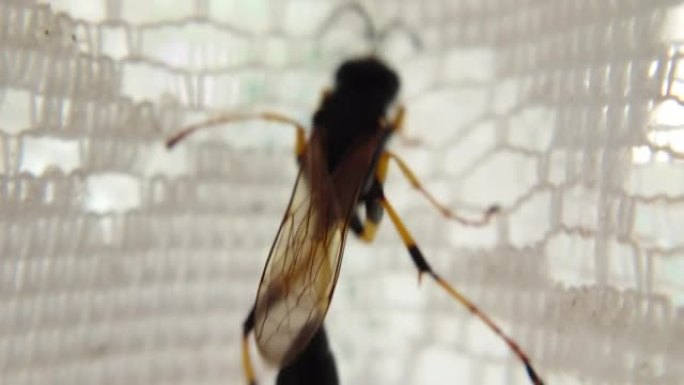 一只黄腿泥黄蜂在表面爬行的特写