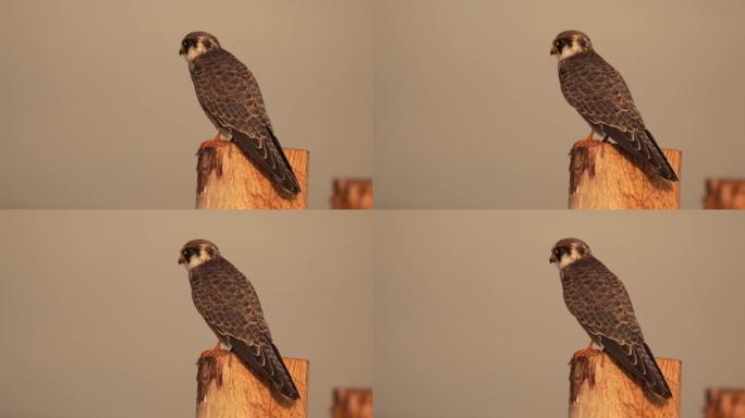 坐在木杆上的红脚猎鹰 (Falco vespertinus)