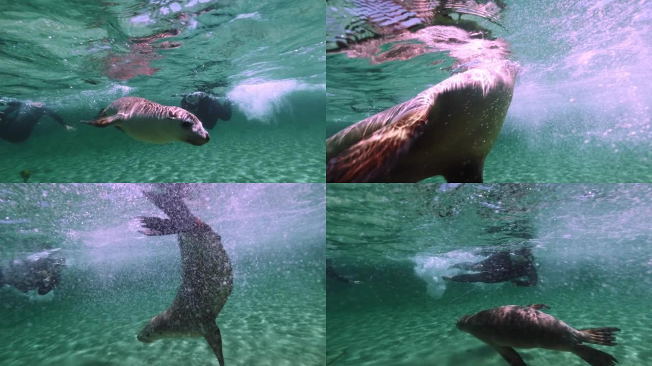 无耳海豹在海里游泳