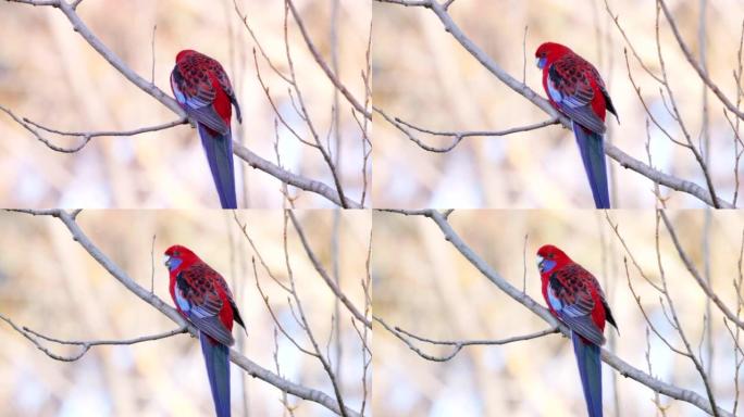 在白雪皑皑的mts上，深红色的rosella在树上觅食的后部特写镜头