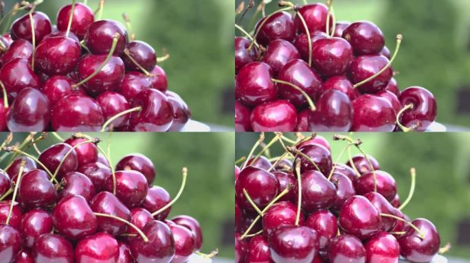 新鲜成熟浆果甜樱桃特写户外花园。旋转有机红色樱桃隔离在绿色自然背景上。收获在大自然外面旋转的有机甜浆