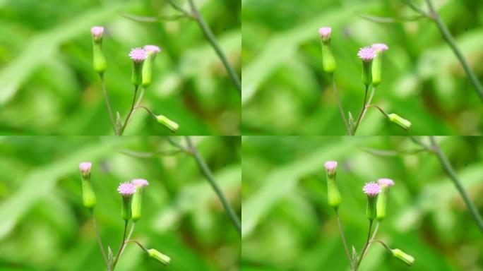 艾米莉亚 (淡紫色流苏花，Cacalia sonchifolia L.) 与自然背景。这种植物具有特