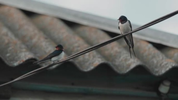 燕子坐在电线上飞走