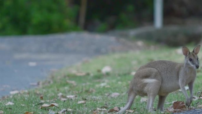在矮树丛中进食的小袋鼠:澳大利亚北部