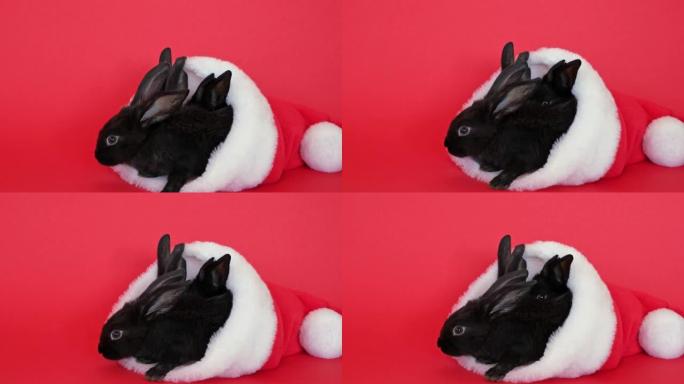 三只黑色兔子躺在红色背景上隔离的红色圣诞老人帽子中。野兔是根据东方历法2023年的符号。圣诞节和新年