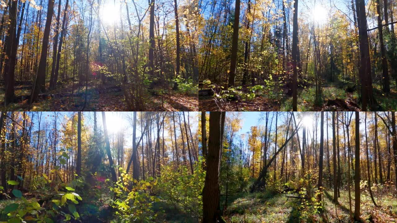 秋天的混交林在阳光明媚的日子里，光线穿透了树木和灌木丛